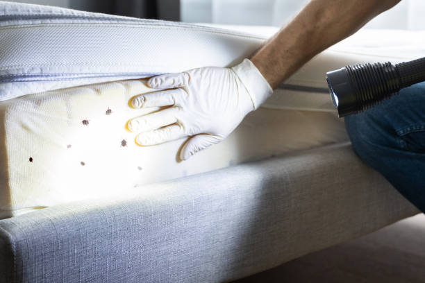 Best Termite Control Services  in Rancho Cordova, CA