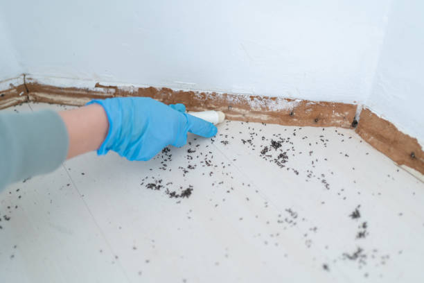 Best Rat Extermination Near Me  in Rancho Cordova, CA